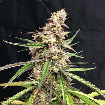 Семена конопли Auto Fruit Feminised Silver - 500 шт